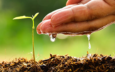 Hand watering plant